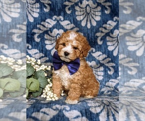 Cock-A-Poo Puppy for sale in NEW HOLLAND, PA, USA