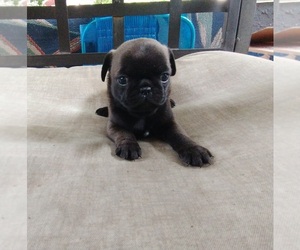 Pug Puppy for sale in BRIDGETOWN, OH, USA
