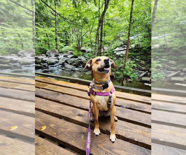 Medium Photo #27 Puggle Puppy For Sale in Gloversville, NY, USA