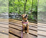 Small #26 Puggle