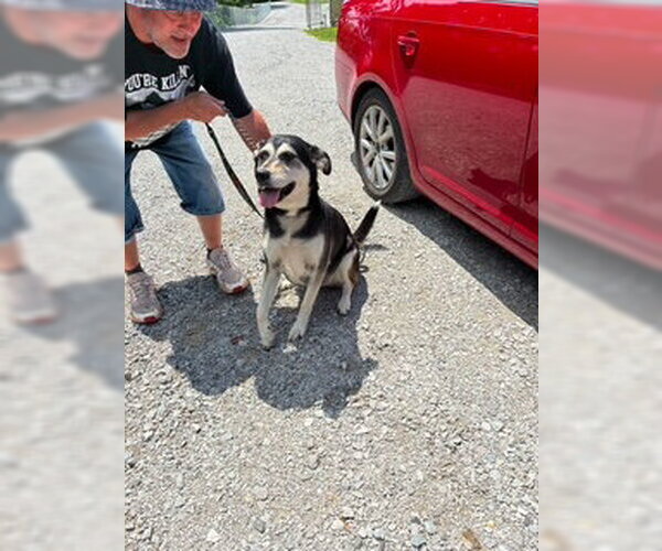 Medium Photo #1 Siberian Husky-Unknown Mix Puppy For Sale in Sparta, TN, USA