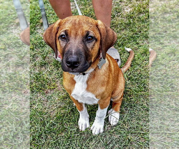 Medium Photo #2 Mutt Puppy For Sale in Boston, MA, USA