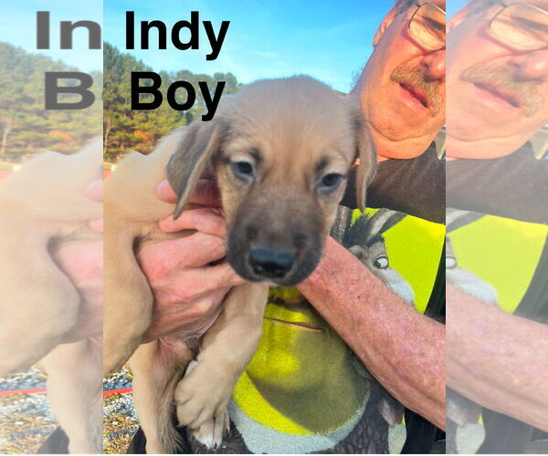 Medium Photo #2 Golden Labrador Puppy For Sale in Mt. Laurel, NJ, USA
