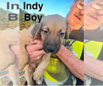 Small #1 Golden Labrador