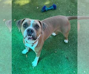 Boxer Dogs for adoption in Palmetto, FL, USA