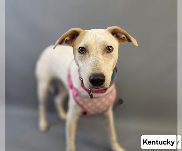 Medium Photo #6 Jack Russell Terrier-Unknown Mix Puppy For Sale in Princeton, MN, USA