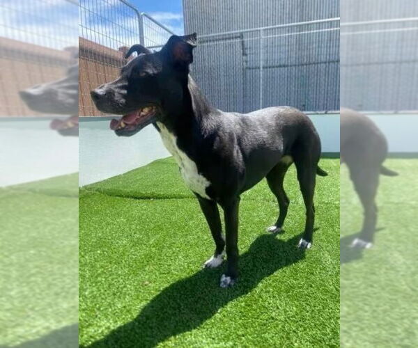 Medium Photo #3 Labrador Retriever-Unknown Mix Puppy For Sale in Lakewood, CO, USA