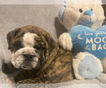 Puppy Beavis English Bulldog