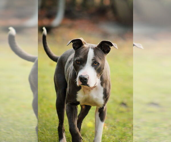 Medium Photo #20 American Pit Bull Terrier-American Staffordshire Terrier Mix Puppy For Sale in Brewster, NY, USA