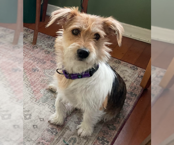 Medium Photo #1 Mutt Puppy For Sale in Brooklyn Center, MN, USA