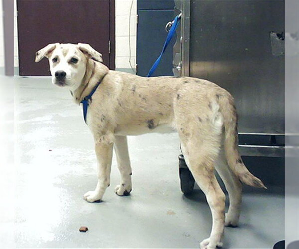 Medium Photo #1 Catahoula Leopard Dog-Unknown Mix Puppy For Sale in Fayetteville, NC, USA