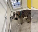 Small American Pit Bull Terrier