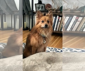 Chiranian Dogs for adoption in Princeton, MN, USA