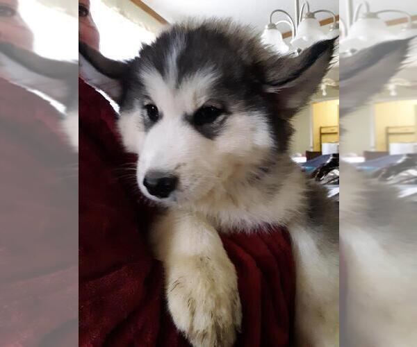Medium Photo #4 Wolf Hybrid Puppy For Sale in BYBEE, TN, USA