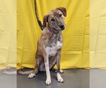 Small #1 Catahoula Leopard Dog-Great Pyrenees Mix
