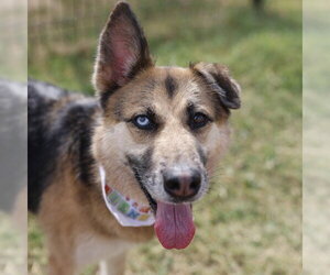 German Shepherd Dog-Unknown Mix Dogs for adoption in San Antonio, TX, USA