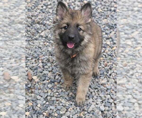 Medium Photo #1 German Shepherd Dog Puppy For Sale in MARYSVILLE, PA, USA