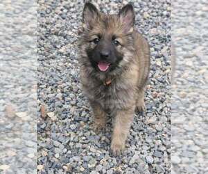 Medium German Shepherd Dog