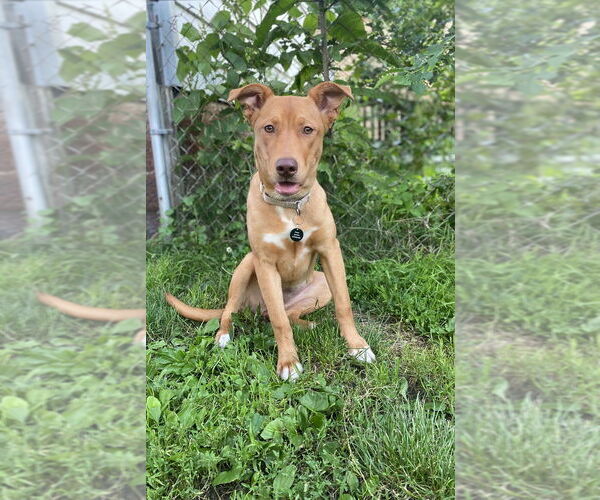 Medium Photo #8 Mutt Puppy For Sale in Springdale, PA, USA
