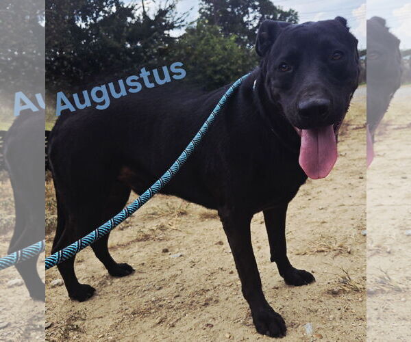 Medium Photo #3 Mutt Puppy For Sale in Jackson, MS, USA