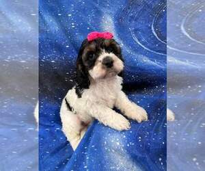 Cocker Spaniel-Poodle (Miniature) Mix Puppy for sale in INDIANAPOLIS, IN, USA