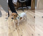 Small Photo #1 Jack Russell Terrier Puppy For Sale in LEE, FL, USA