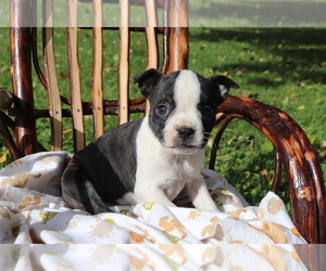 Boston Terrier-Jack Russell Terrier Mix Puppy for sale in SHILOH, OH, USA