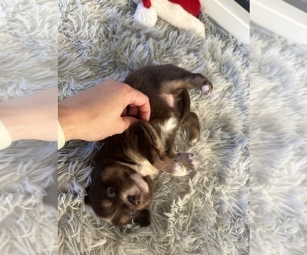 Medium Photo #57 Miniature Australian Shepherd Puppy For Sale in QUINCY, CA, USA