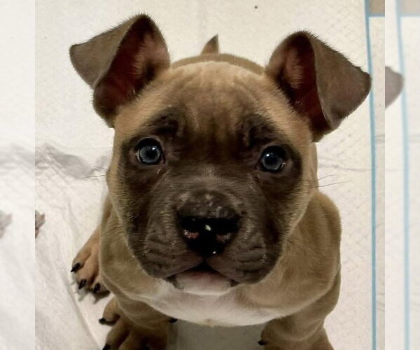 Medium Photo #1 Mutt Puppy For Sale in Newfield, NJ, USA