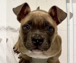 Mutt Dogs for adoption in Newfield, NJ, USA
