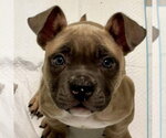 Pugsley - Male Mutt Dog for Adoption - Small photo