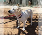 Small #13 Beagle-Chihuahua Mix
