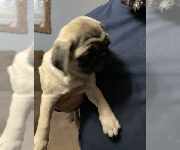 Medium Photo #13 Pug Puppy For Sale in ISLANDTON, SC, USA