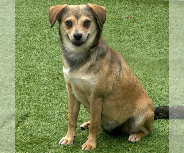 Medium Photo #7 Beagle-Unknown Mix Puppy For Sale in Newport Beach, CA, USA