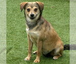 Small #6 Beagle Mix