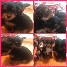 Yorkshire Terrier Puppy for sale in COOKSTOWN, NJ, USA