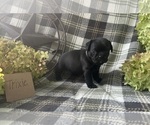 Small #1 Puggle