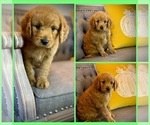 Puppy Hunter Goldendoodle (Miniature)