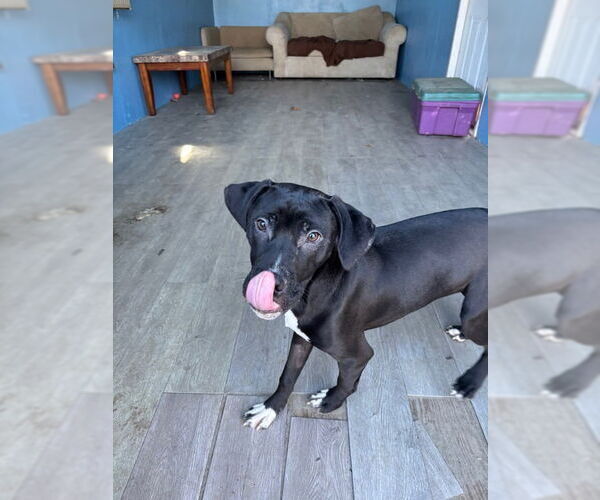 Medium Photo #2 Mutt Puppy For Sale in Elmsford, NY, USA