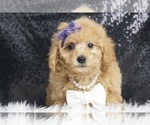 Puppy Clementine UABR Poodle (Toy)