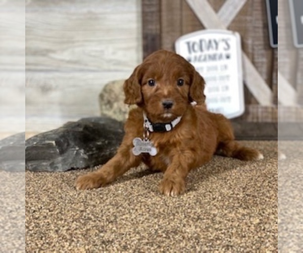 Medium Photo #2 Goldendoodle Puppy For Sale in WOLCOTT, IN, USA