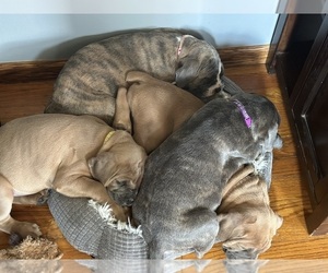 Cane Corso Litter for sale in NEWARK, OH, USA