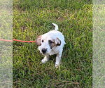 Small #2 Basset Hound Mix