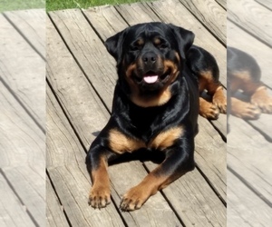 Mother of the Rottweiler puppies born on 03/02/2022