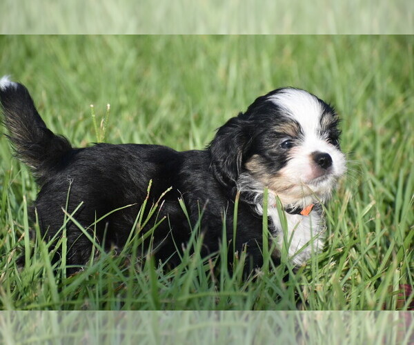 Medium Photo #5 Auss-Tzu Puppy For Sale in PALM COAST, FL, USA