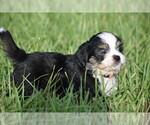 Small #4 Auss-Tzu