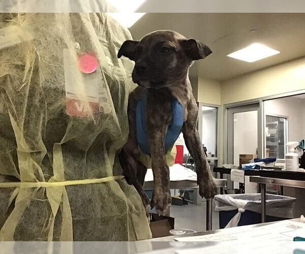 Medium Photo #1 German Shepherd Dog-Unknown Mix Puppy For Sale in Riverside, CA, USA