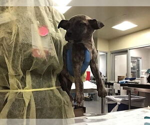 German Shepherd Dog-Unknown Mix Dogs for adoption in Riverside, CA, USA