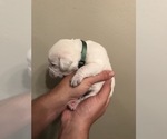 Small Photo #31 Labrador Retriever Puppy For Sale in ESCONDIDO, CA, USA