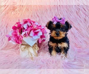 Yorkshire Terrier Puppy for sale in INDIANAPOLIS, IN, USA